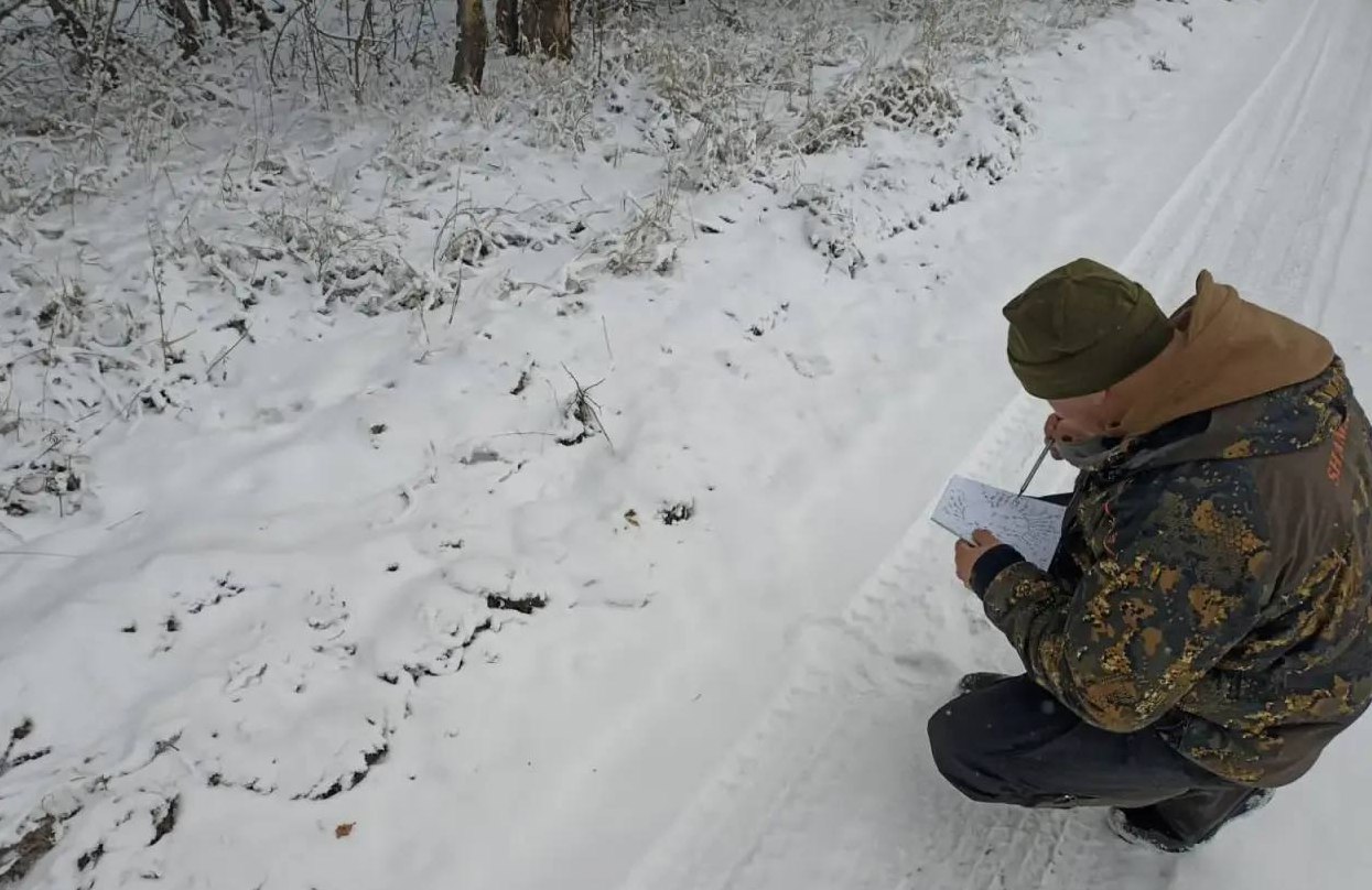 Саратовцев приглашают посчитать следы диких животных в охотугодьях